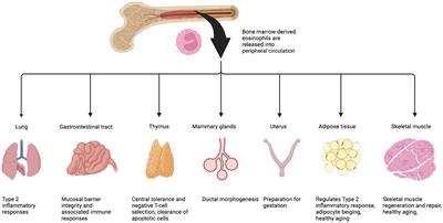 Origins and functions of eosinophils in two non-mucosal tissues